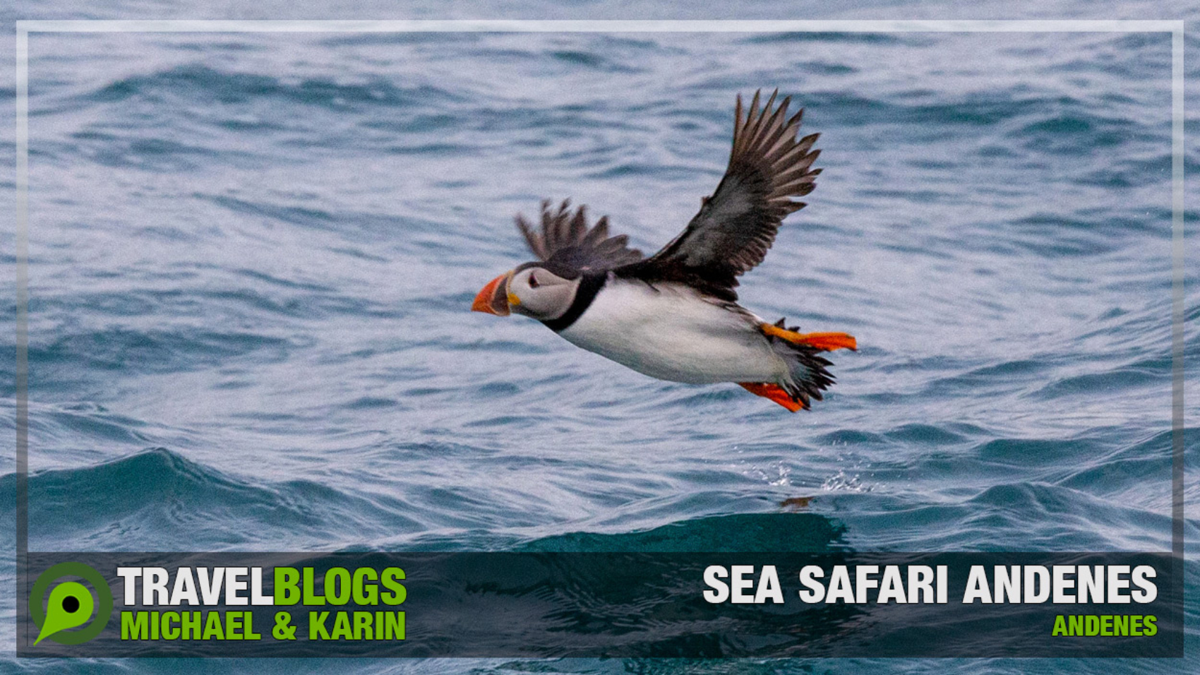 Sea Safari Andenes
