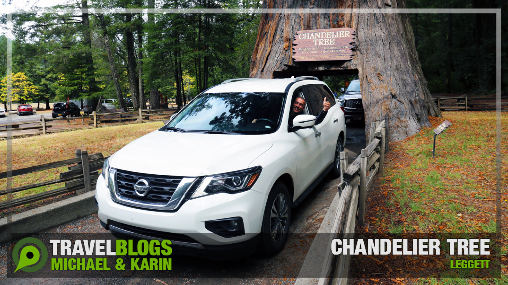 Chandelier Tree Leggett