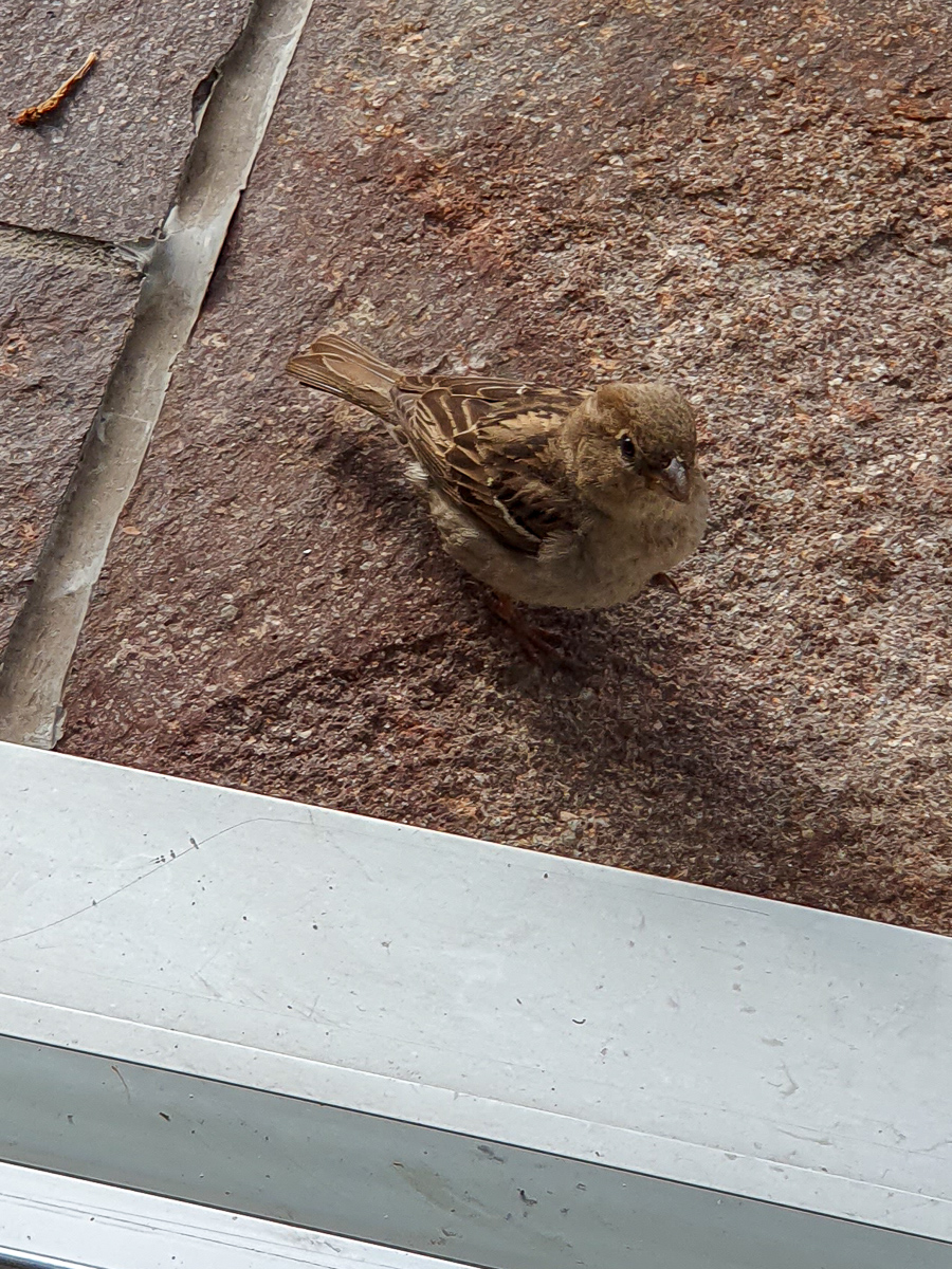 Mus komt afscheid nemen