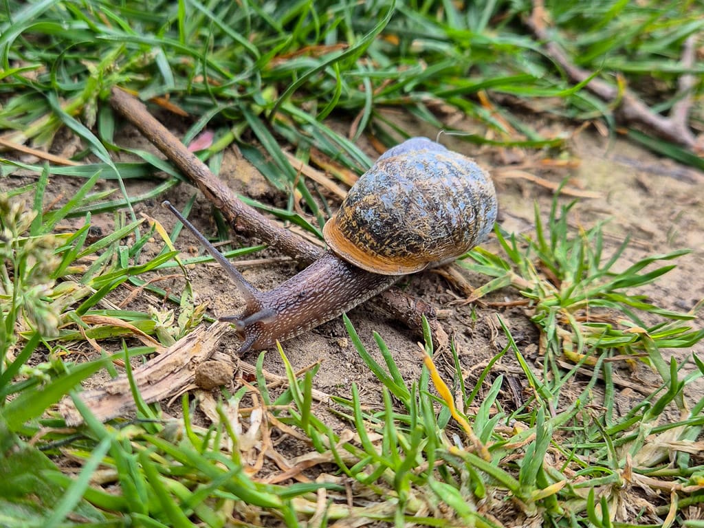 Slak wijst ons de weg ?