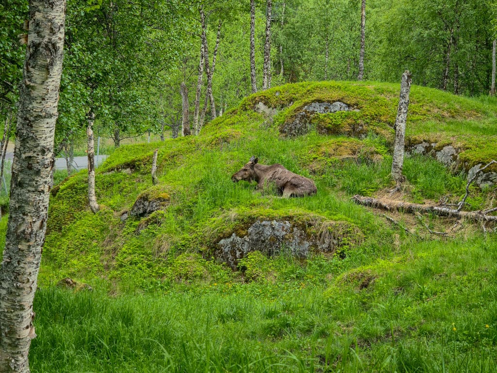 Een Eland in Polar Park