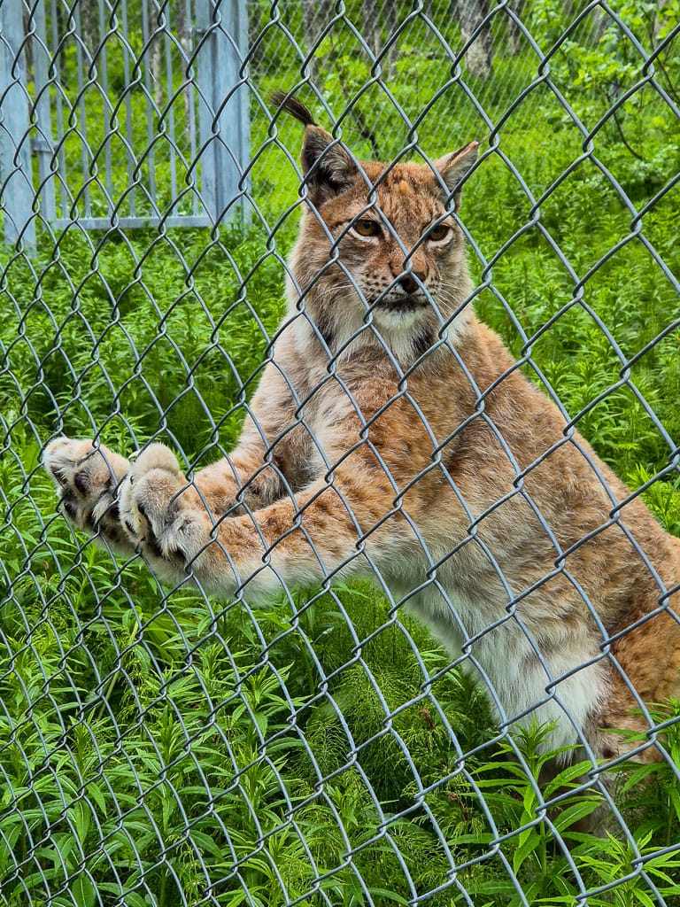 Lynx in Polar Park