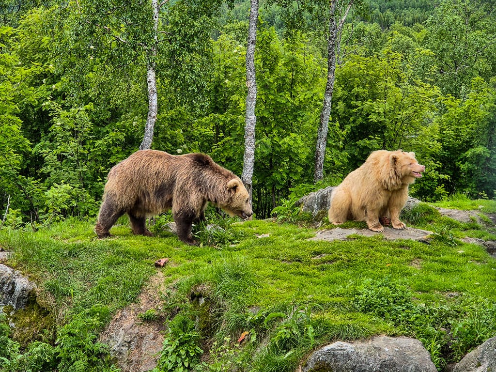 Salt en Pepper beren in Polar Park