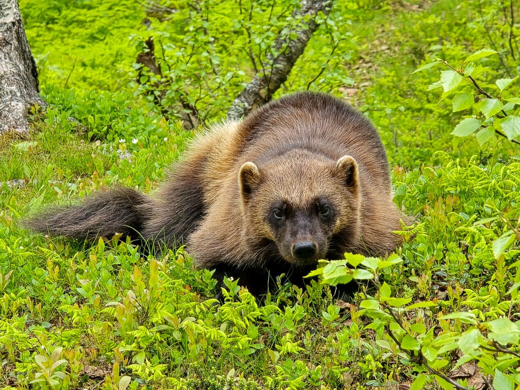 Veelvraat of wolverine