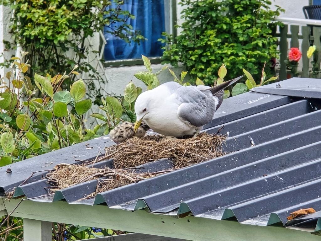 Mini Meeuw met mamma