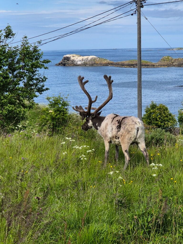 Rendier snel de wei in