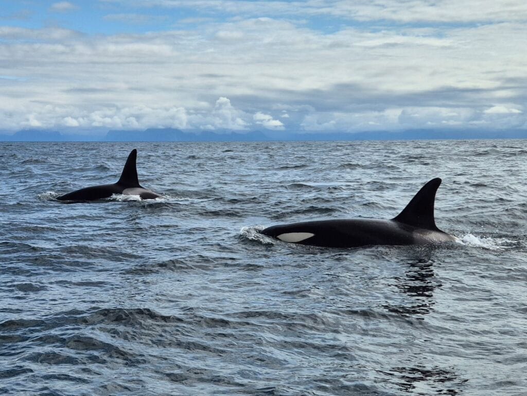 2 Orca's
