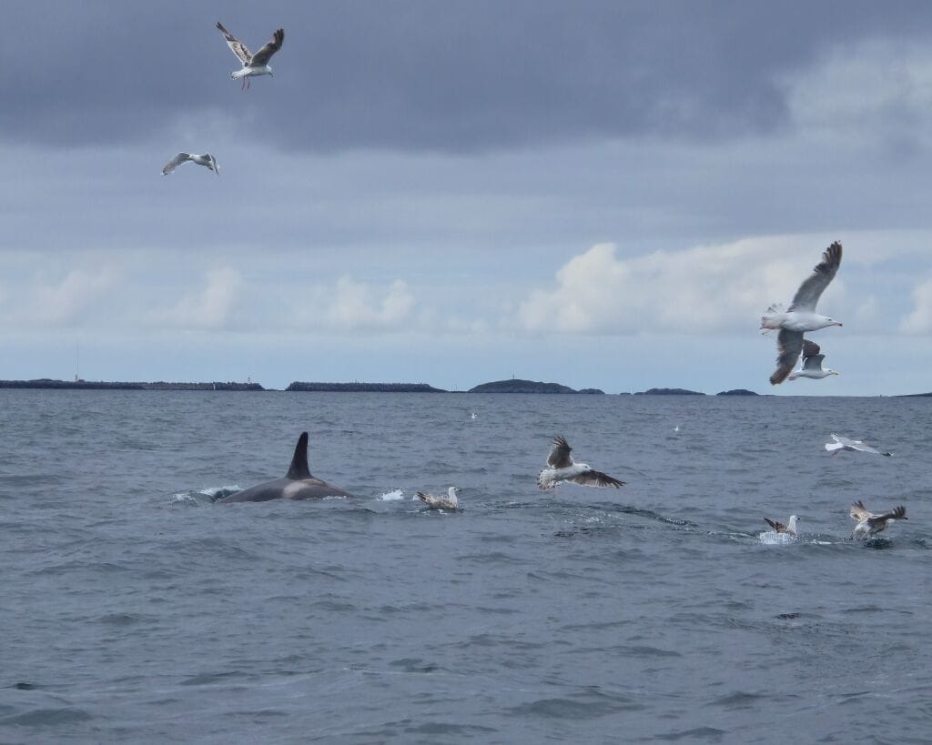 Orca's samen met de meeuwen