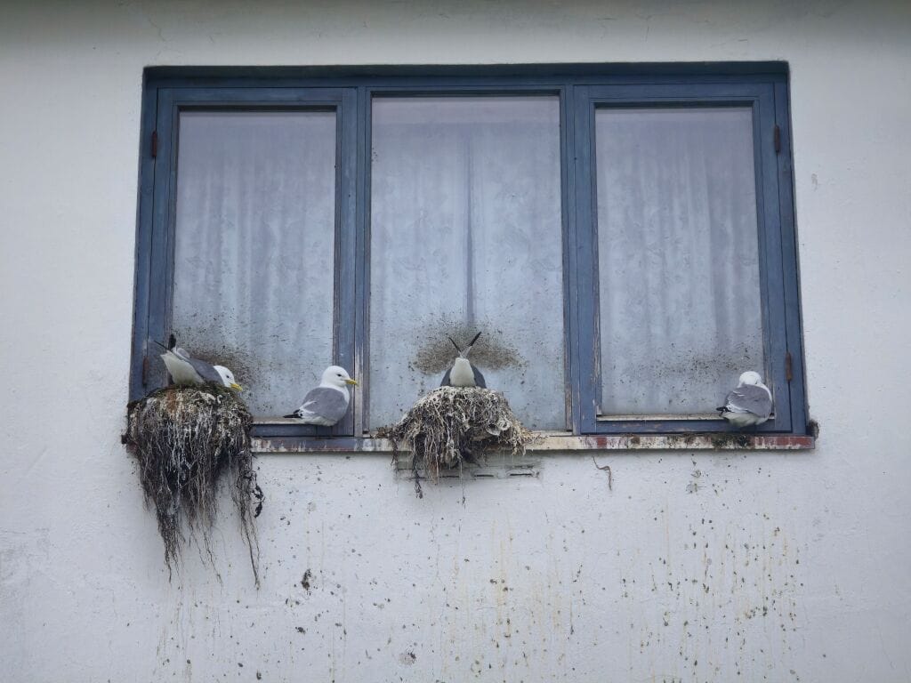 Meeuwen nestelen apart.