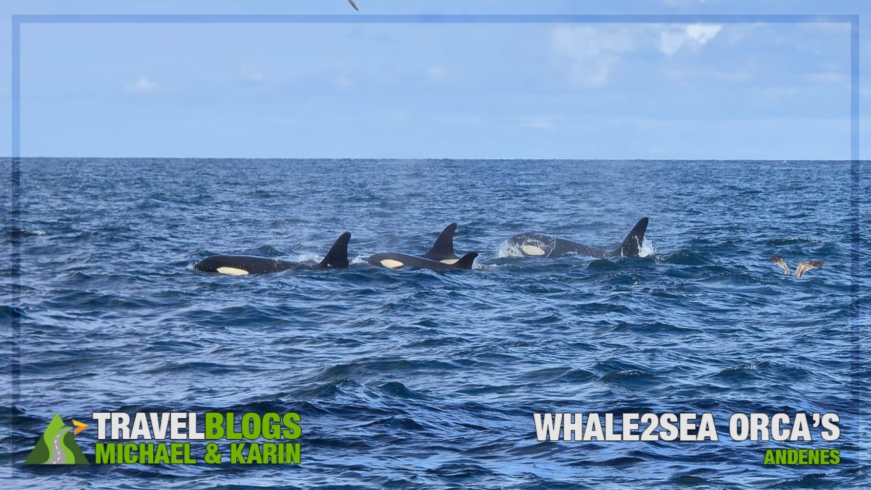 Orca's in Andenes Whale2Sea Safari