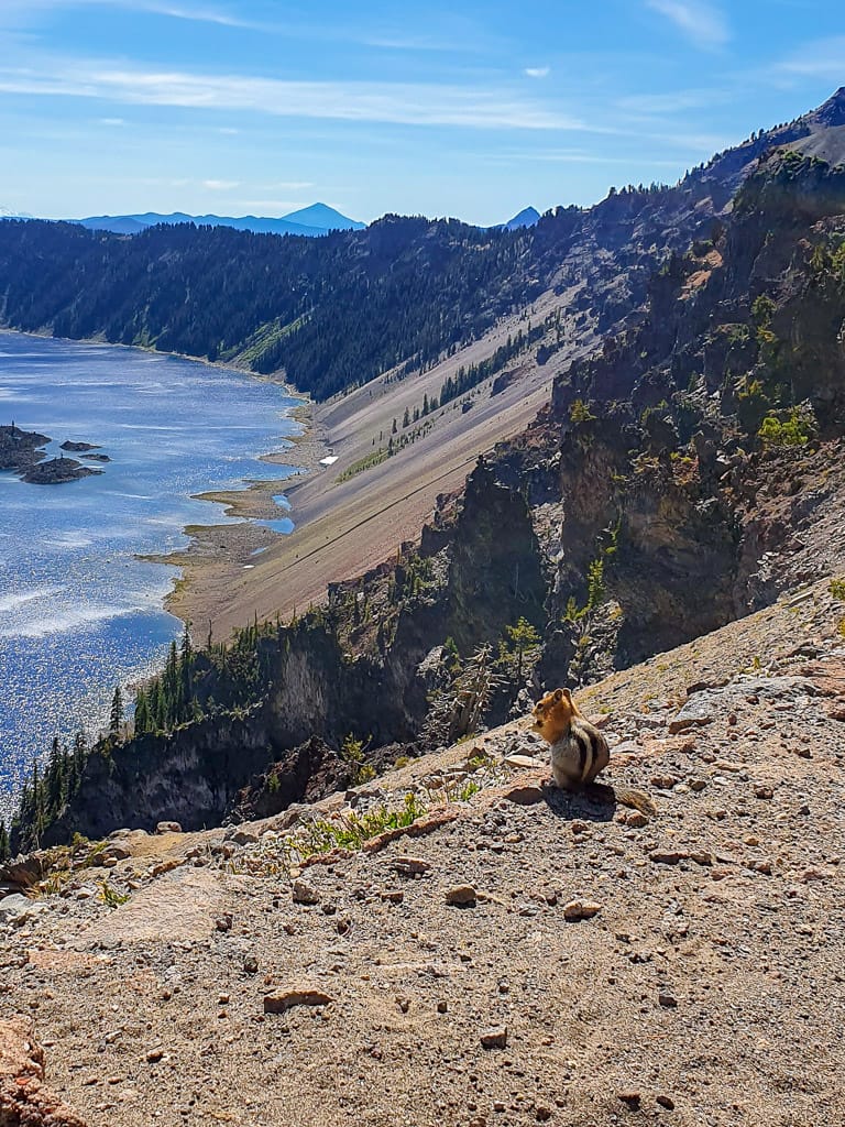 Eekhoorn bekijkt Crater lake
