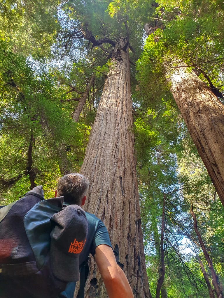 Tall Tree Cove wandeling
