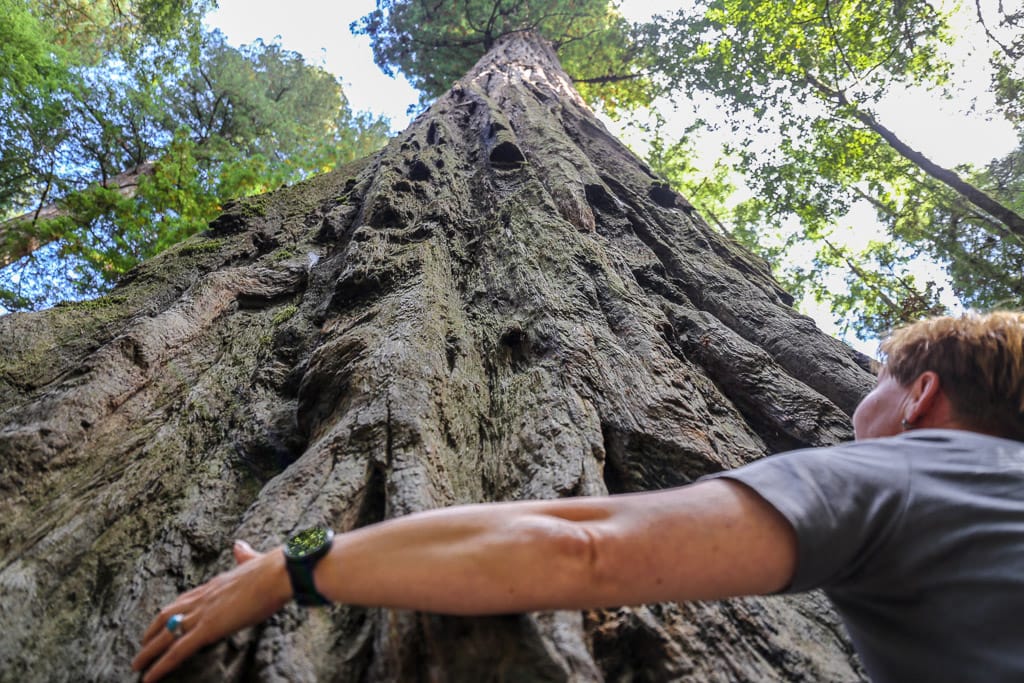 Jedediah Smith Redwoods State Park