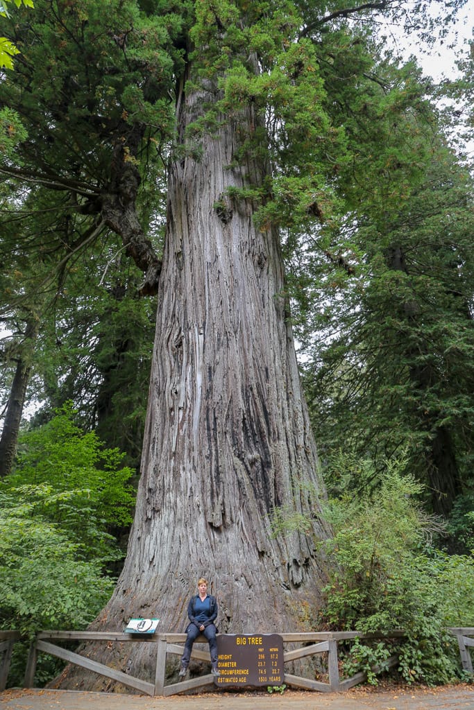 Big Tree
