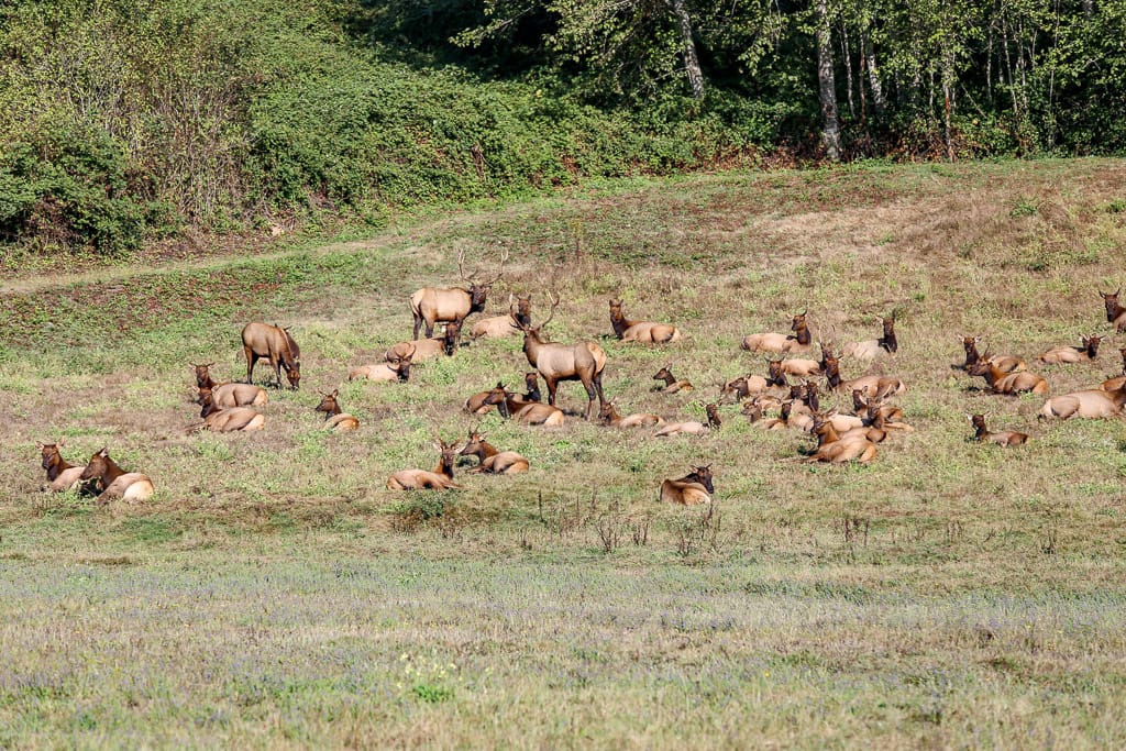 Kudde Wapiti's (Elk)