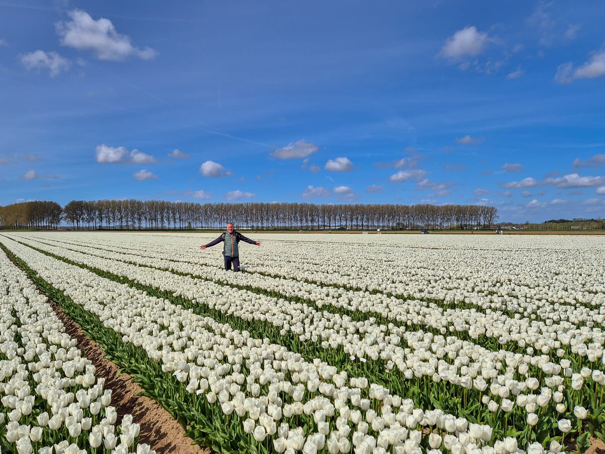 Witte Tulpen